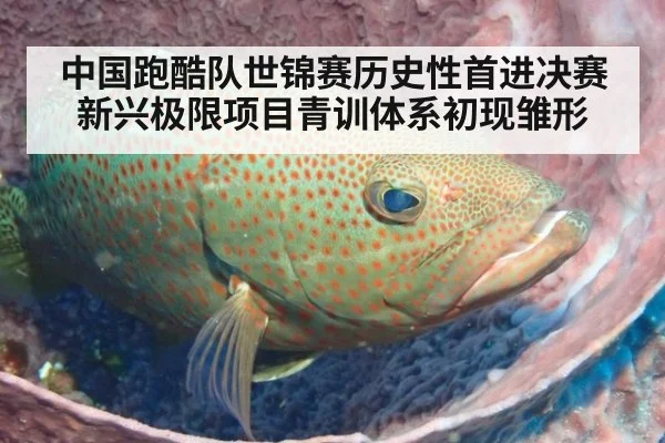 中国跑酷队世锦赛历史性首进决赛 新兴极限项目青训体系初现雏形
