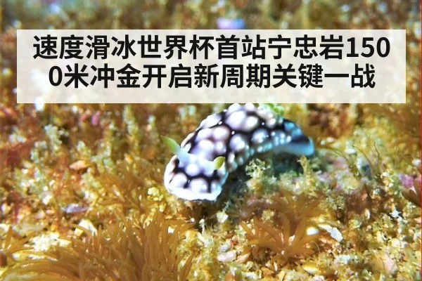 速度滑冰世界杯首站宁忠岩1500米冲金开启新周期关键一战
